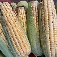 Plantio de milho fica aquém do ano anterior
