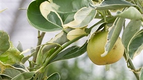 Embrapa lança citros para parques e jardins