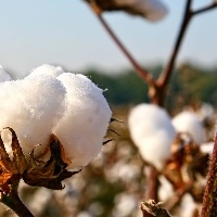Demanda global pressionaram as cotações do algodão