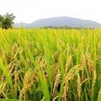 El Niño deve causar redução na safra de arroz