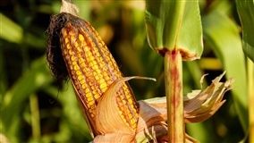 Novos leilões de PEP e Pepro aumentam escoamento de milho do Centro-Oeste