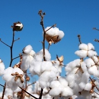 Preço do algodão apresenta queda