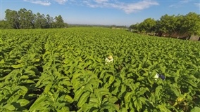Produtores de fumo se reúnem nesta quarta para avaliar situação do setor