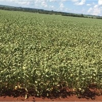 MS: 69 municípios enfrentaram a seca grave, extrema ou excepcional em fevereiro