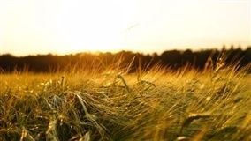 Expoagro Afubra terá 150 estandes da agricultura familiar