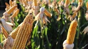 Preço do milho sobe 12,84% em Mato Grosso do Sul