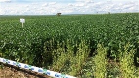 Estação de Soja apresentará melhor relação espaçamento/densidade de semeadura para produtividade