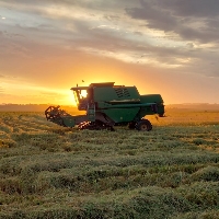 12% da área de arroz no Rio Grande do Sul já foi colhida, aponta parcial