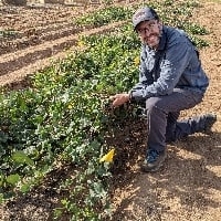 Feijão reduz uso de fertilizantes