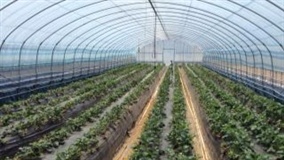 Inscrições abertas para III Curso sobre Cultivo Protegido de Hortaliças