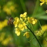 União Europeia prevê uma safra abundante de canola