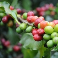 Retomada da produção nos cafezais de 2023