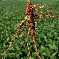 Especialistas advertem: nematoides representam ameaça à agricultura