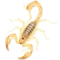 Entenda os riscos do escorpião amarelo