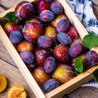 SC é o segundo maior produtor de ameixa do Brasil