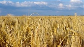 Cresce o cultivo de trigo nas fazendas de Minas Gerais