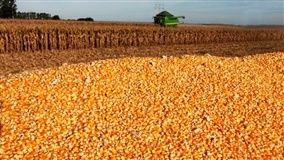 Bushel de milho operou estável durante a semana