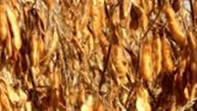 Instituições debatem verticalização da agroindústria em Sorriso