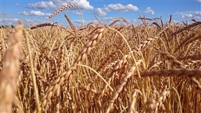 Clima seco e temperaturas elevadas reduzem área cultivada de trigo