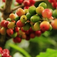 Lavouras de café devem somar R$ 71,7 bilhões em 2022