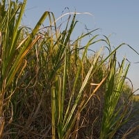Os â€œcampeões nacionaisâ€ da agropecuária paulista