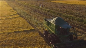 Gargalos para o arroz serão debatidos pelos produtores