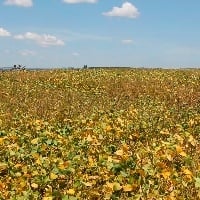 Soja nos R$ 200: Vendo ou espero?