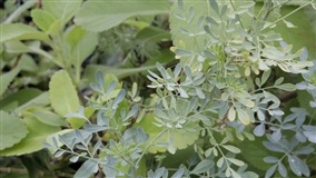 Programa Plantas Medicinais da Itaipu ganha primeiro lugar no ranking Benchmarking
