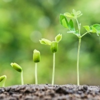 Biocarvão aumenta produtividade do solo