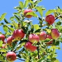 Entenda a necessidade de diversificar cultivares de maçã 