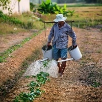 Agricultores vão conhecer tecnologias com feijão e milho verde