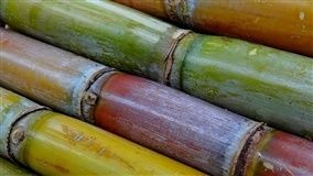 Cana-de-açúcar será pauta de evento em março