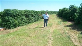 Agricultor familiar de Vilhena planeja trocar plantação de tomates por café clonal