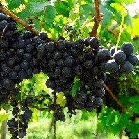 Cultivares de uva serão os destaques do Dia de Campo na Embrapa Uva e Vinho