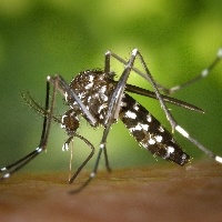 Saiba como evitar o mosquito Aedes aegypti