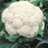 140 mil toneladas de couve-flor são produzidas no Brasil