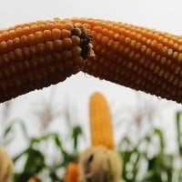 RS: Tardes de Campo voltadas à irrigação da cultura do milho são realizadas na região de Erechim