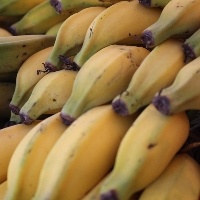 Preços da banana nanica começam a reagir