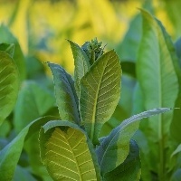 Ganho do produtor de tabaco é 150% maior que a média