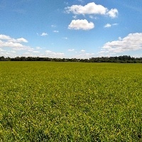 287 mil hectares de arroz já foram semeados no RS