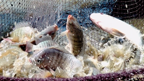 Baixas temperaturas exigem maior controle no manejo de pescados para evitar queda na produtividade