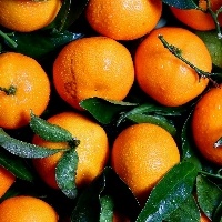 Colheita de laranja está a todo vapor