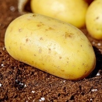 Batata: preços caem com maior oferta da Bahia