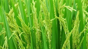 Safra catarinense de arroz totaliza 1,17 milhão de toneladas