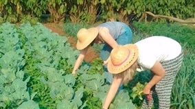 Família investe em sistema colha e pague para venda de produtos orgânicos