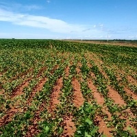 Condições climáticas são favoráveis ao plantio