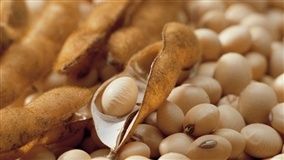 SOJA/CEPEA: Grão e derivados têm forte queda neste início de mês