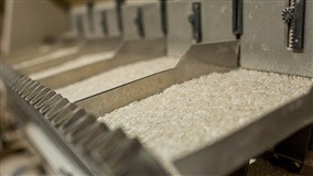 Máquinas e sementes pesam mais no custo do arroz