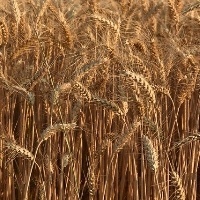 USDA reduz previsão de oferta mundial de trigo