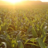 Como proteger o cultivo em momentos de El Niño 